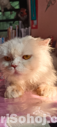 Scottish fold adult female